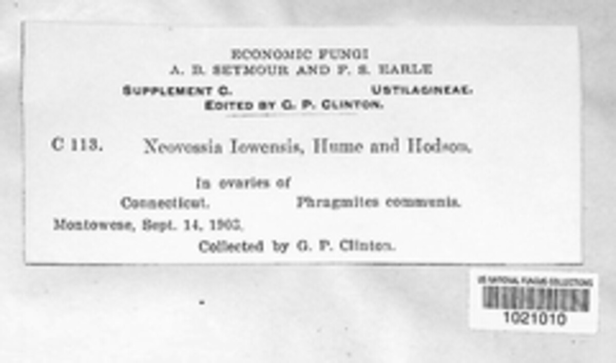 Tilletia iowensis image